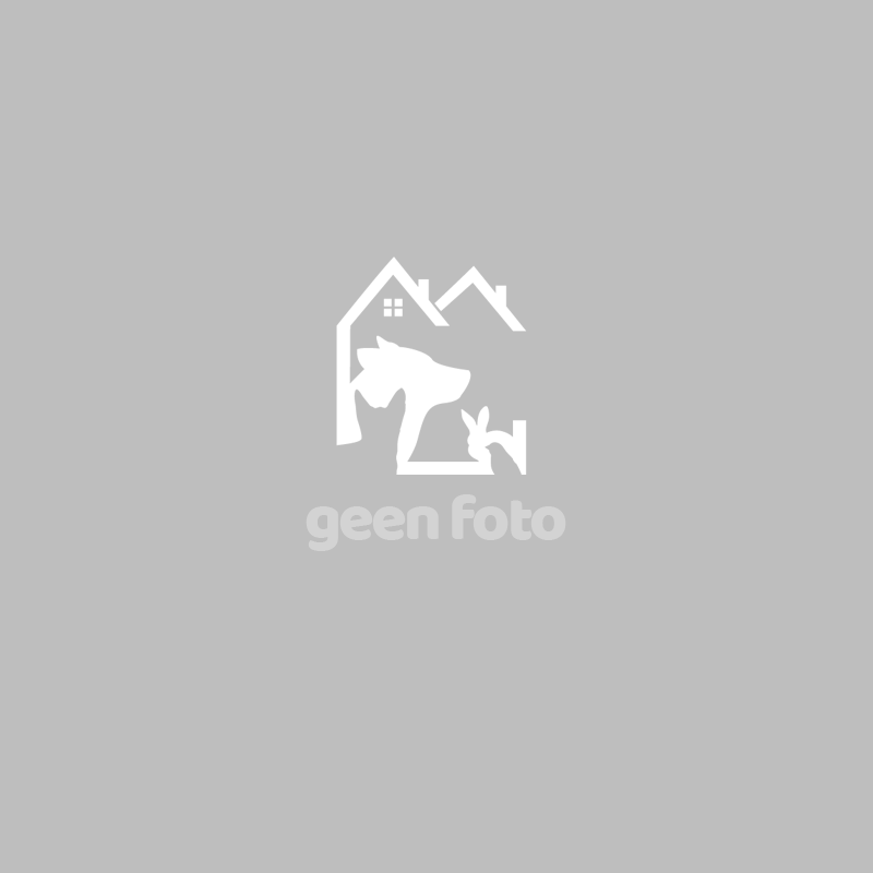 Geen Foto beschikbaar voor Romy